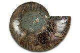 Cut & Polished Ammonite Fossil (Half) - Madagascar #354195-1
